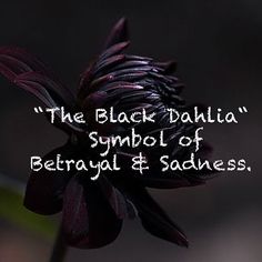 Black Dahlia Flower Meaning, The Black Dahlia Tattoo, Dahlia Meaning Language Of Flowers, Black Dahlia Meaning, Dahlia Name Meaning, Flowers With Dark Meaning, Black Dahlia Tattoo Meaning, Black Dahlia Flower Wallpaper, Black Dahlia Aesthetic