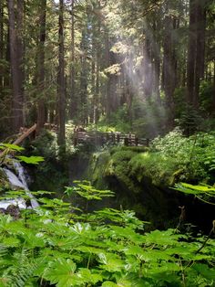 the sun shines through the trees and leaves near a small waterfall