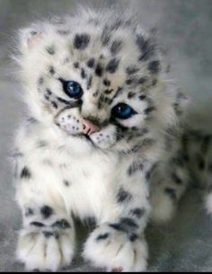 a white and black kitten with blue eyes