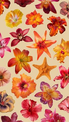 an assortment of flowers on a beige background