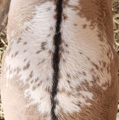 the back end of a brown and white horse with spots on it's body