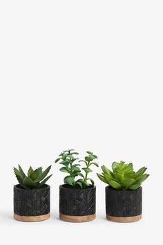 three small plants are in black pots