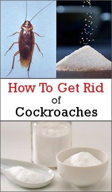 how to get rid of cockroaches