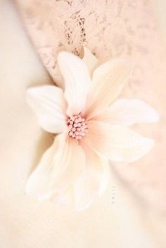 a white flower is sitting on top of a lace