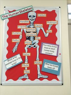 a bulletin board with words describing the human skeleton