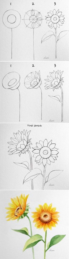 the steps to draw a sunflower with pencils