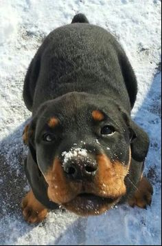 a black and brown dog laying on top of snow covered ground with his eyes closed