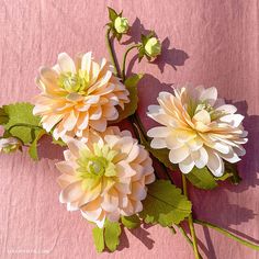 three flowers on a pink background with the words, peaches & dreams crepe paper dahlias