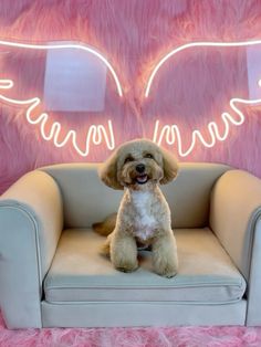 a dog sitting on a couch in front of a neon angel wings wall hanging above it