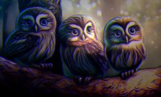 three owls are sitting on a tree branch