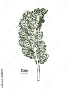 kale plant with leaves drawn in black and white ink on a white paper background