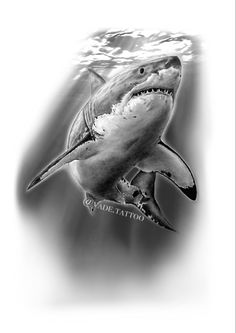 a drawing of a great white shark in black and white