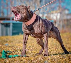 a large brown dog standing on top of a grass covered field with its mouth open