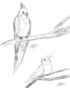 two birds sitting on top of a tree branch next to each other, one is looking at another bird