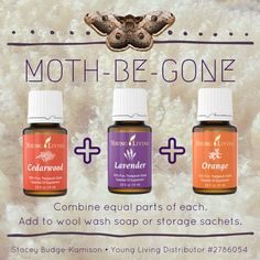 hot to get rid of moths Archives - UrbanGypZ Holistic Gardening, Getting Rid Of Moths, Yarn Business, Young Living Essential Oils Recipes, Essential Oil Diffuser Recipes, Oil Diffuser Recipes, Yl Essential Oils, Government Grants, Diy Oils