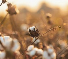 a cotton plant with white flowers in the foreground