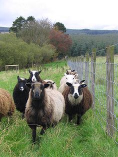 a herd of sheep standing on top of a lush green field next to a fence