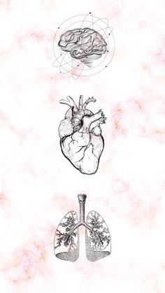 an image of the human heart and lungs