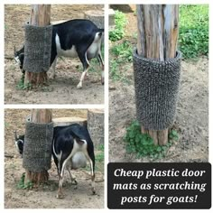 four pictures of a black and white cow scratching post