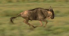 a wildebeest running through the grass in an open field