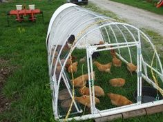 chickens in a chicken coop on the grass