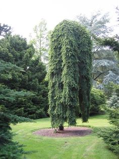 a very tall tree in the middle of some grass and trees with lots of leaves on it