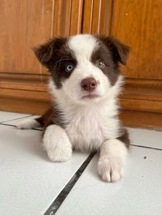 a brown and white puppy laying on the floor