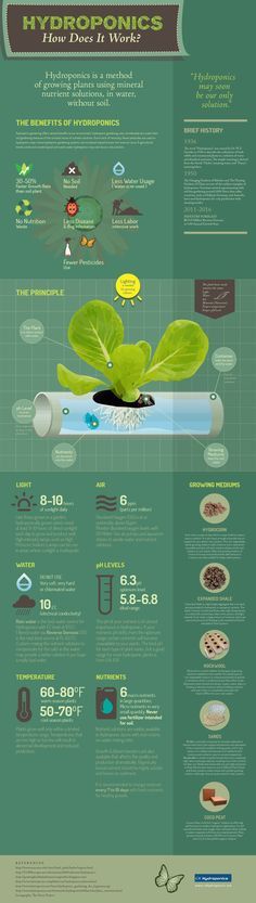 the hydroponics info sheet is shown in green and blue colors, with information about plants