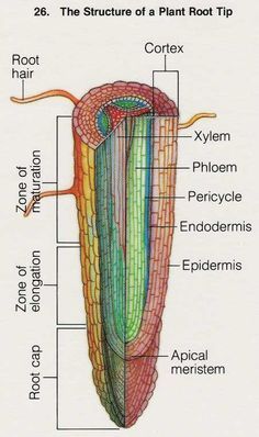 the structure of a plant root tip