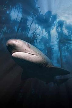 an underwater view of a shark swimming in the water with trees and plants behind it