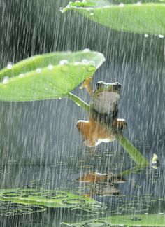 a frog sitting on top of a lily pad in the rain with caption that reads, samstag