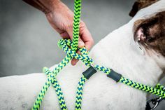 a dog is being held by its owner with a green and blue rope on it's collar