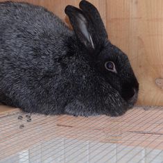 a black rabbit sitting on top of a wooden floor next to a caged area