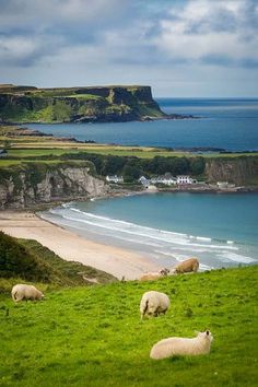 some sheep are grazing on the grass by the water's edge in front of an island