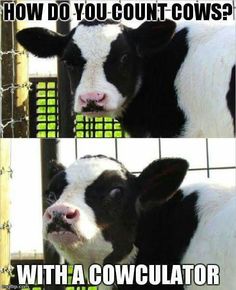 two pictures of black and white cows with caption that says, ao's green new deal calls for the eliminating of all cow ears in the next ten years