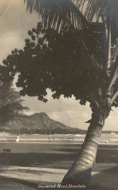 an old black and white photo of a bench under a palm tree on the beach