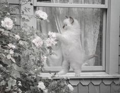 a white cat standing on top of a window sill next to a flower bush