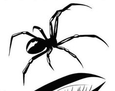 a black and white drawing of a spider