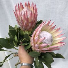 a person's hand holding two pink proteats with green leaves on them