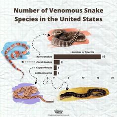 the number of vennous snake species in the united states is shown below it