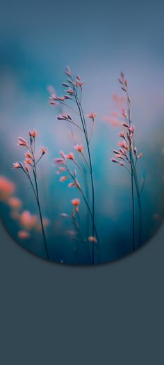 some pink flowers on a blue background with blurry image in the bottom right corner