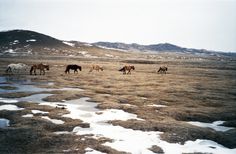 there are many horses that are walking in the snow field, and one is eating grass