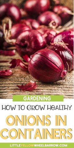 onions in containers with text overlay reading gardening how to grow healthy onions in containers