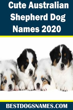 the australian shepherd dog names are in blue and white with yellow trimmings on them