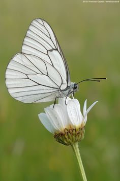 a white butterfly sitting on top of a flower