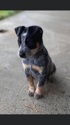 a small black and brown dog sitting on top of a sidewalk