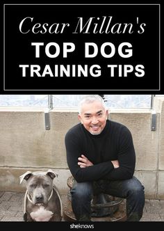 cesar millan's top dog training tips book cover with a smiling man and his pit bull