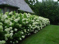 white flowers are growing along the side of a house's lawn and bushes in front of it