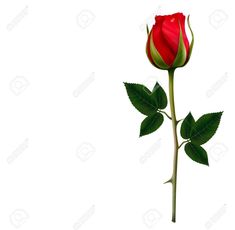 a single red rose with green leaves on a white background stock photo, picture and royalty