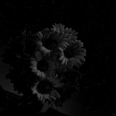 black and white photograph of sunflowers in a vase